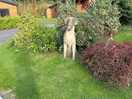 Wonderful gardens at the lodges