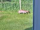 Early morning visitor
