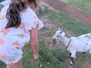 Feeding the pig my goats