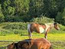 Beautiful horses