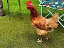 Chicken - we called him steve, daily visitor
