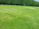 Nicely cut grass and maintenance