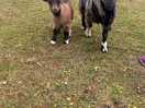 The baby goats!