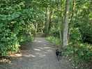Do walk in tje woods