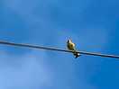 Wildlife