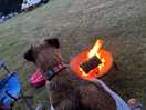 Dog and fire pit friendly site