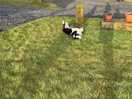 The sheep dog
