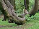 Monkey forest