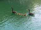 Cute chicks with their parents