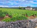 Weinberge