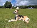 Basil enjoying the sunshine and plenty of space