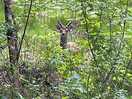 Wildlife