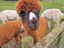 Alpaca