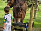 My little boy loved meeting the horses.
