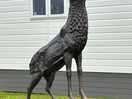 Stag