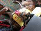 Dogs settled in the pub