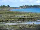 Oyster beds
