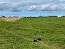 The field