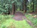 Forest walk on site