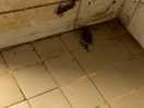 Haren in de badkamer