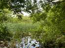 Wild life pond