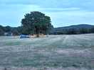 Lovely oak tree in the middle