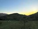 Sunrise over orchard