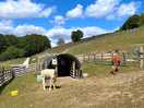 Alpacas