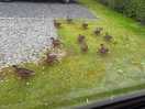 Ducks in morning
