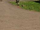 Again baby geese