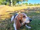 Enjoying the shade in the secure dog park