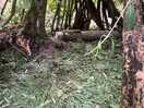 The den my boys made in the woods
