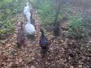 Visits from our feathered friends