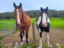 Beautiful horses.
