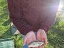 Our catch by the wife