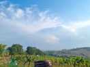 Vineyard