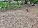 The dog walk