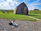 Our cat lounging in the sun outside our pod