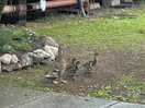 Lots of wildlife