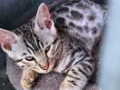 Kittens