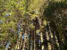 Beautiful forest on the doorstep