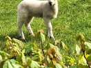 Lamb
