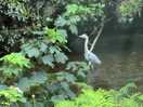 Heron on the stream 3m from van.