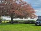 View from the van... lovely paddock