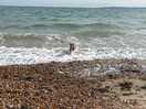 Dog friendly beach