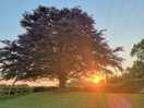 Love this tree