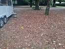 Lots of leaf mulch.