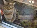 Cute friendly cats