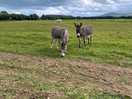 Donkeys