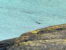 Inquisitive seals